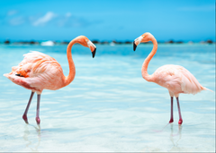 Order for Niki 70x50CM ENORMOUS  Tempered GLASS Chopping Board