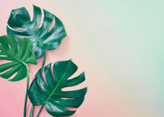 Order for Niki 70x50CM ENORMOUS  Tempered GLASS Chopping Board