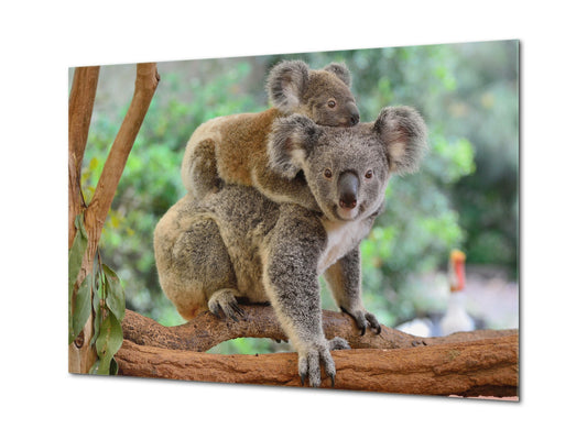 Glass Picture Wall Art - Picture on Glass SART03A Animals Series: Koala bears