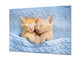 Glass Picture Wall Art - Picture on Glass SART03A Animals Series: Baby cats sleeping