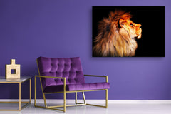 Wall Art - Glass Print Canvas Picture SART03B Animals Series: African lion