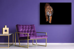 Wall Art - Glass Print Canvas Picture SART03B Animals Series: Tiger walking