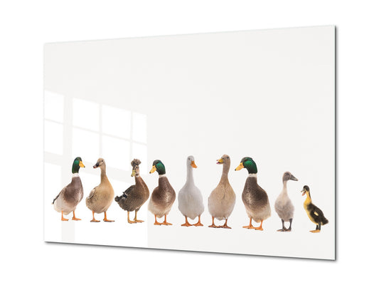 Wall Art - Glass Print Canvas Picture SART03B Animals Series: Beautiful white ducks
