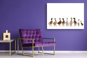 Wall Art - Glass Print Canvas Picture SART03B Animals Series: Beautiful white ducks