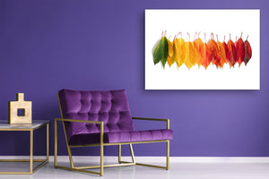 Modern Glass Picture - Contemporary Wall Art SART04 Flowers and leaves Series: Creative autumn composition