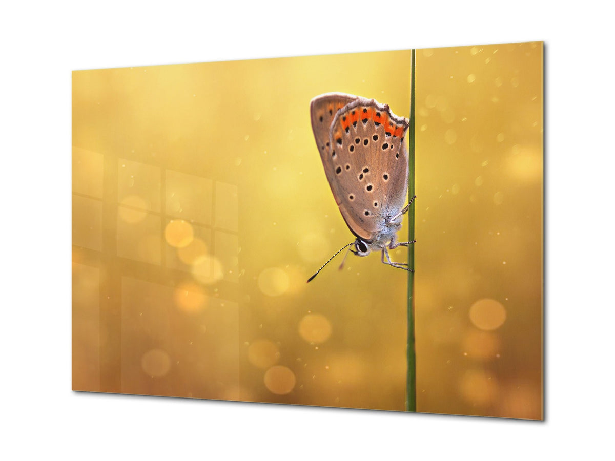 Arte de pared - Impresión en lienzo de vidrio Imagen SART03B Serie Animales: Hermosa mariposa en la hierba del campo 1
