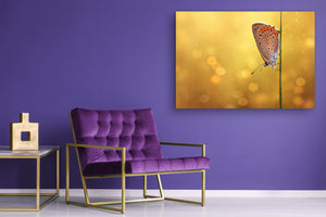 Wall Art - Glass Print Canvas Picture SART03B Animals Series: Beautiful butterfly on a field grass 1