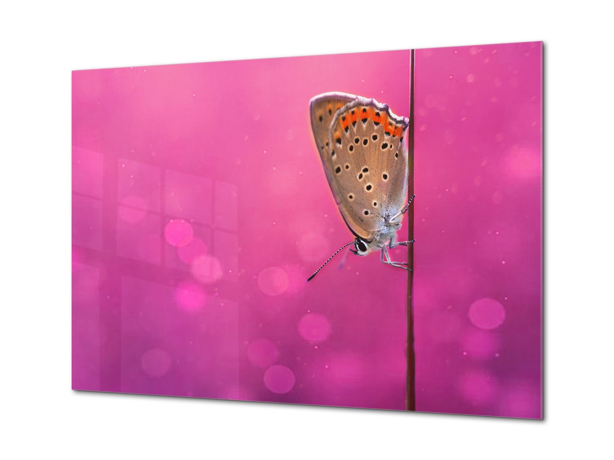Wall Art - Glass Print Canvas Picture SART03B Animals Series: Beautiful butterfly on a field grass 2
