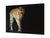 Wall Art - Glass Print Canvas Picture SART03B Animals Series: Young sumatran tiger