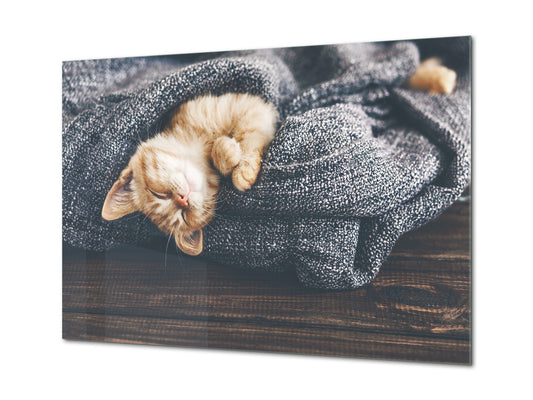 Wall Art - Glass Print Canvas Picture SART03B Animals Series: Cute little kitten