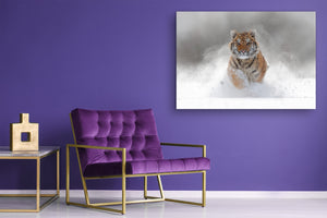 Glass Picture Wall Art - Picture on Glass SART03A Animals Series: Tiger in wild winter nature