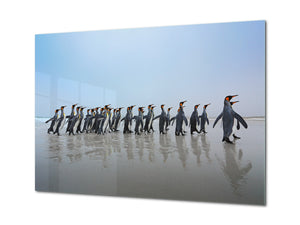 Wall Art - Glass Print Canvas Picture SART03B Animals Series: Group of King penguins