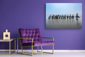 Wall Art - Glass Print Canvas Picture SART03B Animals Series: Group of King penguins