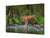 Glass Picture Wall Art - Picture on Glass SART03A Animals Series: Tiger walking in the water