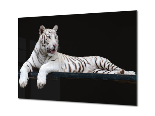 Wall Art - Glass Print Canvas Picture SART03B Animals Series: White tiger