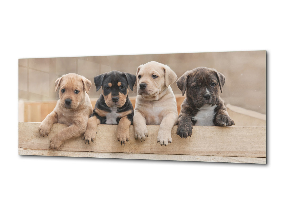 Wall Art Glass Print Picture – Available in 5 different sizes – Animals Series 02: Terrier puppies
