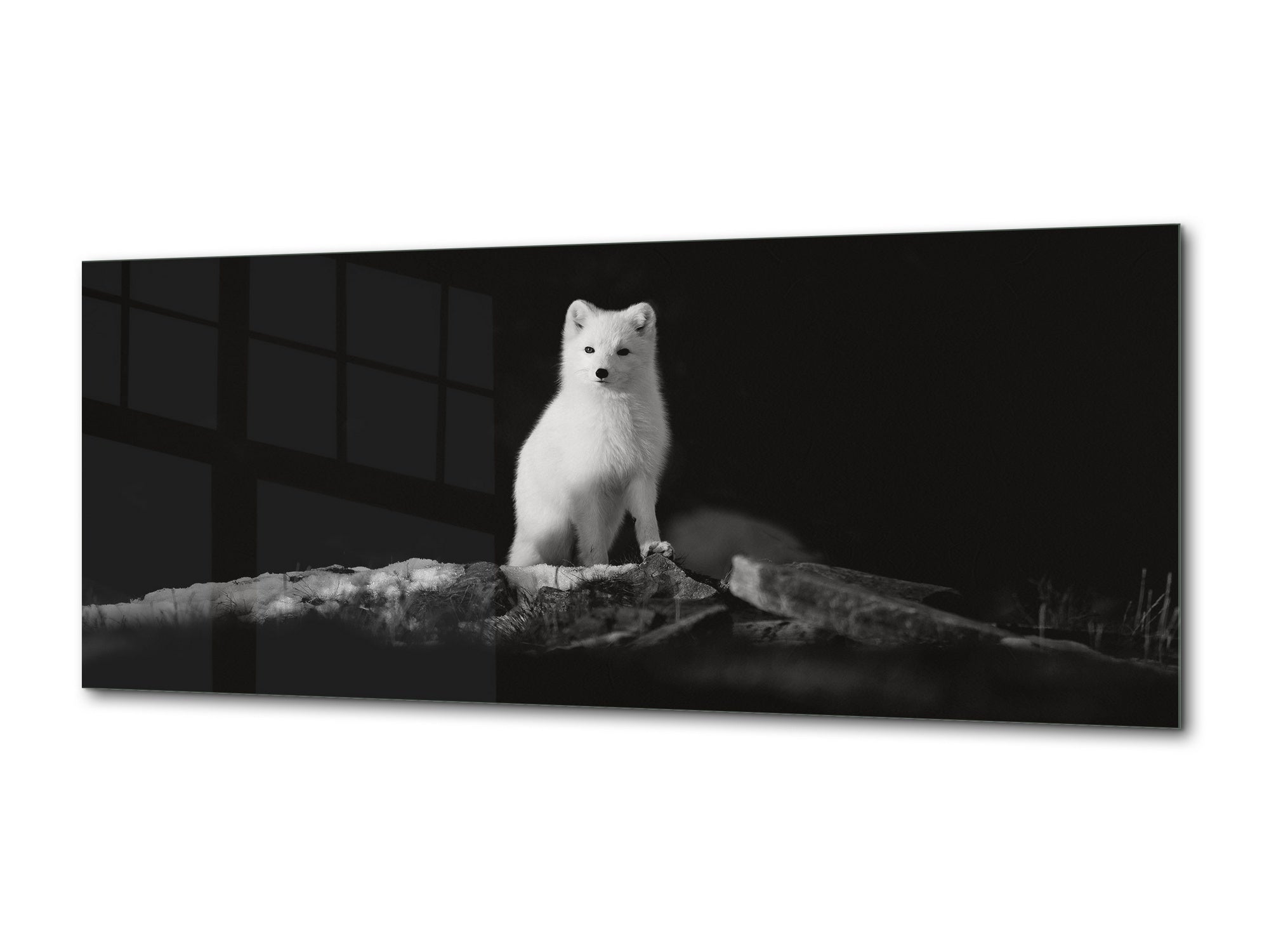 Wall Art Glass Print Picture – Available in 5 different sizes – Animals Series 02 Polar fox