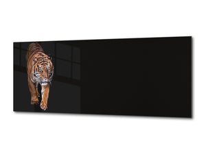Wall Art Glass Print Picture – Available in 5 different sizes – Animals Series 02: Tiger walking