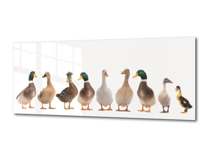 Wall Art Glass Print Picture – Available in 5 different sizes – Animals Series 02: Duck family