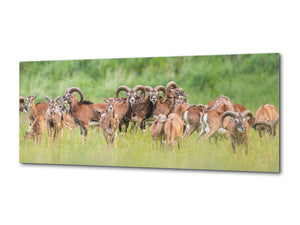 Wall Art Glass Print Picture – Available in 5 different sizes – Animals Series 02: Group of animals on meadow