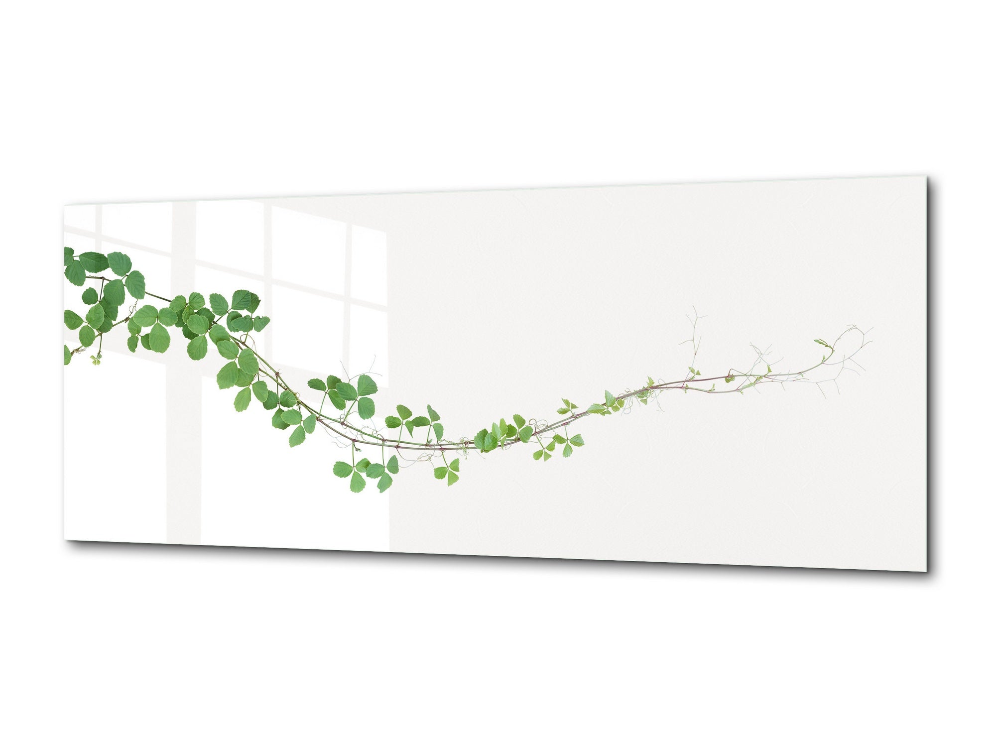 Glass Wall Art  - Available in 5 different sizes – Flowers and leaves Series 03: Cayratia liana