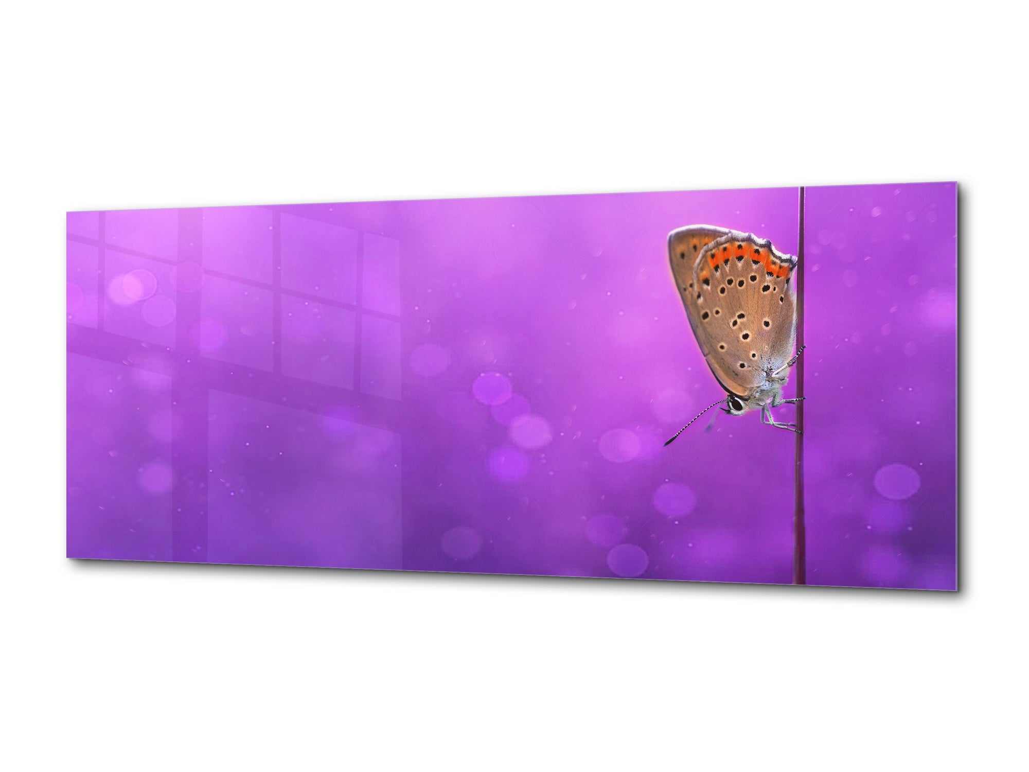 Wall Art Glass Print Picture – Available in 5 different sizes – Animals Series 02: Butterfly the violet background