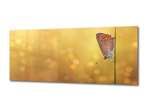 Wall Art Glass Print Picture – Available in 5 different sizes – Animals Series 02: Butterfly on the golden background