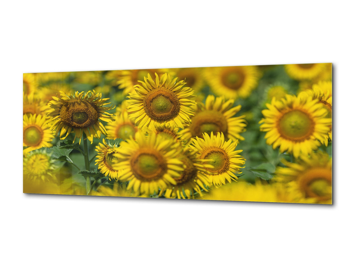 Glass Wall Art  – Available in 5 different sizes – Flowers and leaves Series 03: Sunflowers