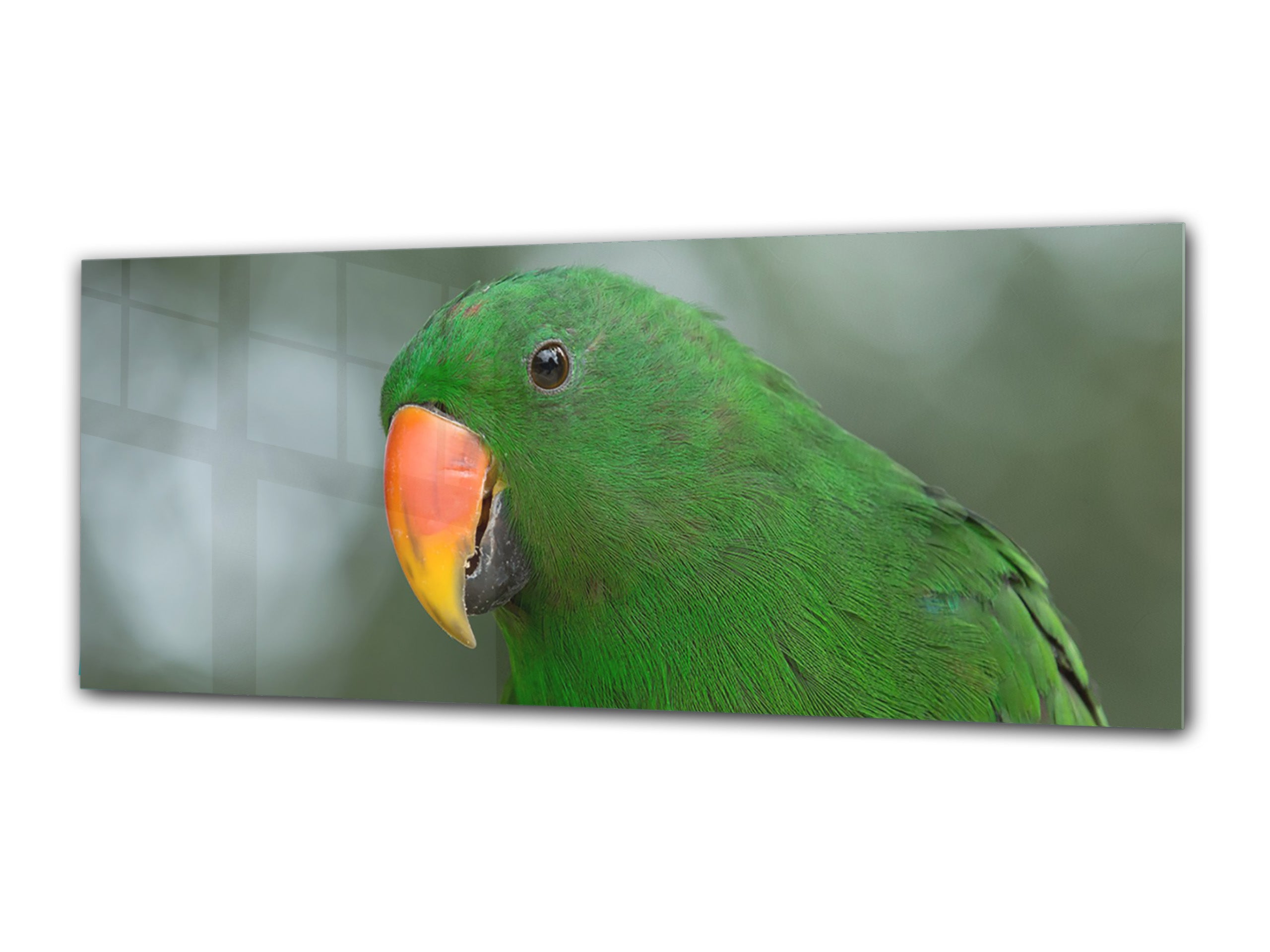 Wandbild auf Glas – Bild auf Glas 125 x 50 cm (≈ 50” x 20”) ; Papagei