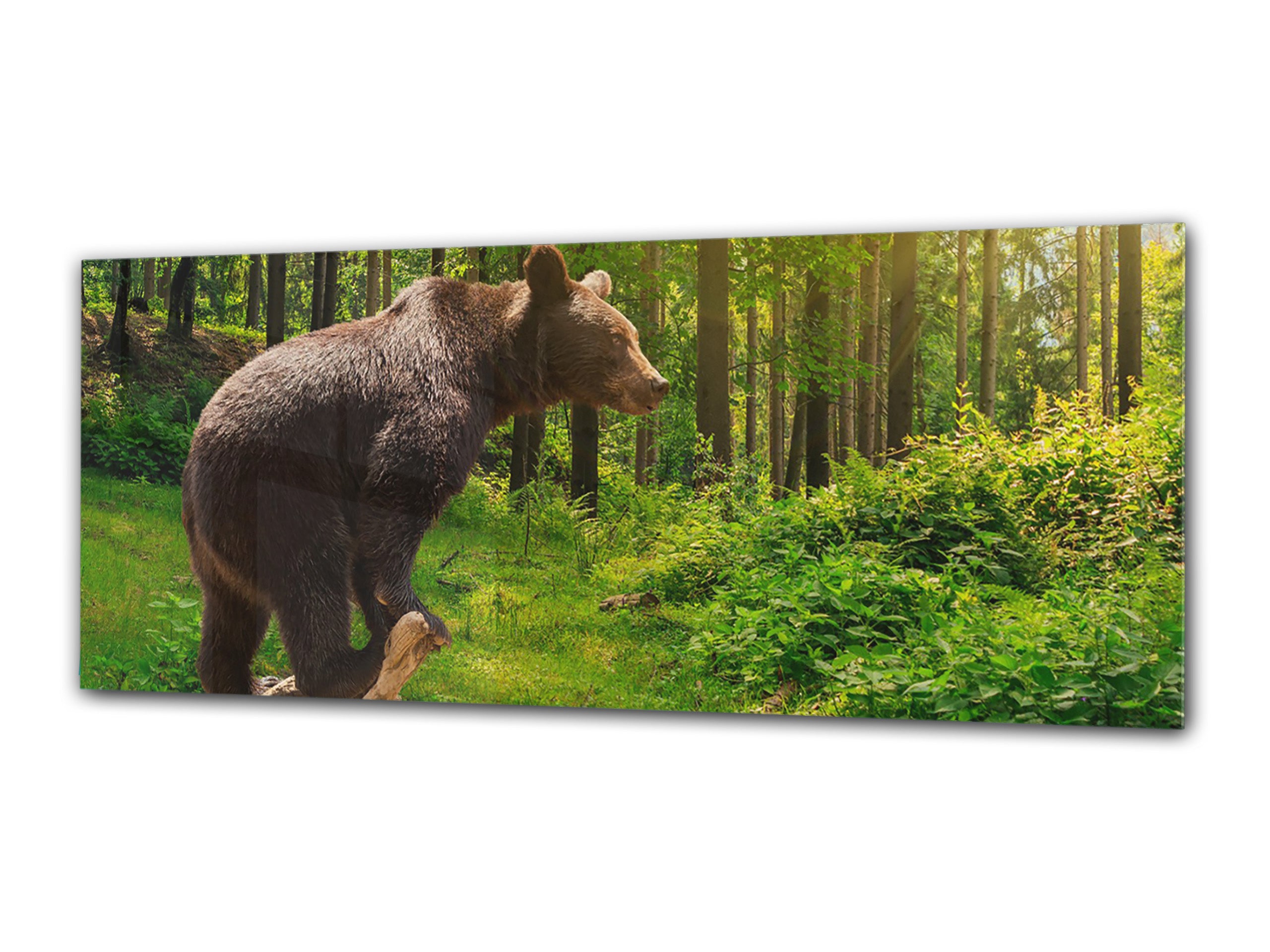 Glass Print Wall Art – Image on Glass 125 x 50 cm (? 50” x 20”) ; Bear