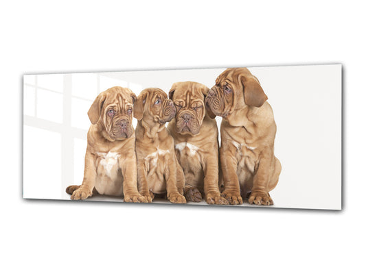 Glass Print Wall Art – Image on Glass 125 x 50 cm (? 50” x 20”) ; Puppies