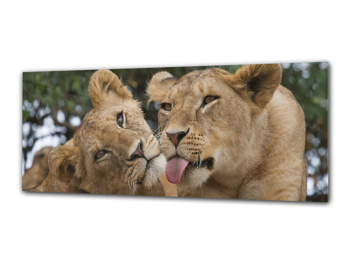 Glass Print Wall Art – Image on Glass 125 x 50 cm (? 50” x 20”) ; Lions