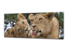 Glass Print Wall Art – Image on Glass 125 x 50 cm (? 50” x 20”) ; Lions