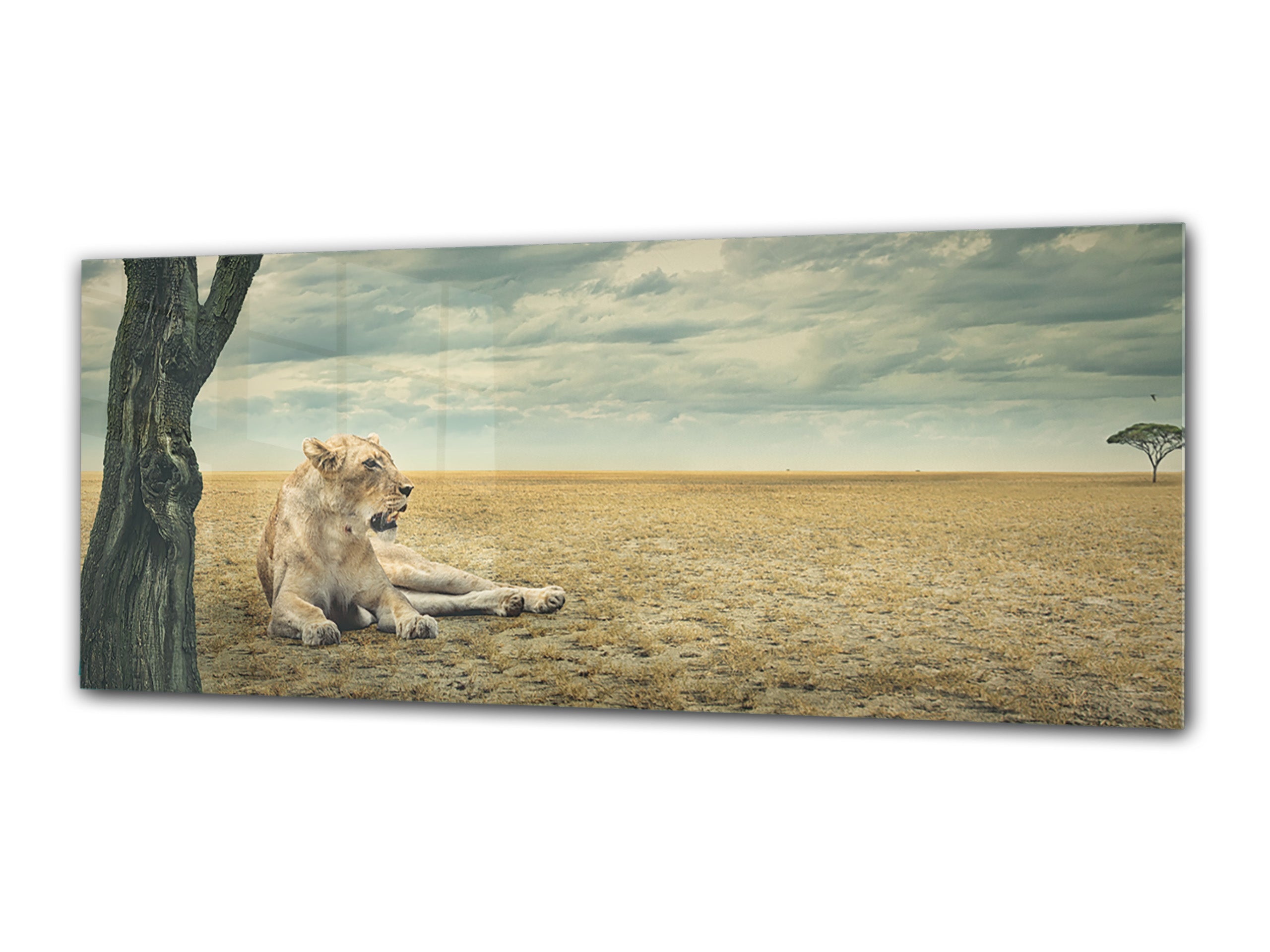 Wall Art Glass Print Picture 125 x 50 cm (? 50” x 20”) ; Lion