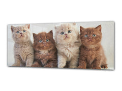 Glass Print Wall Art – Image on Glass 125 x 50 cm (? 50” x 20”) ; Kittens