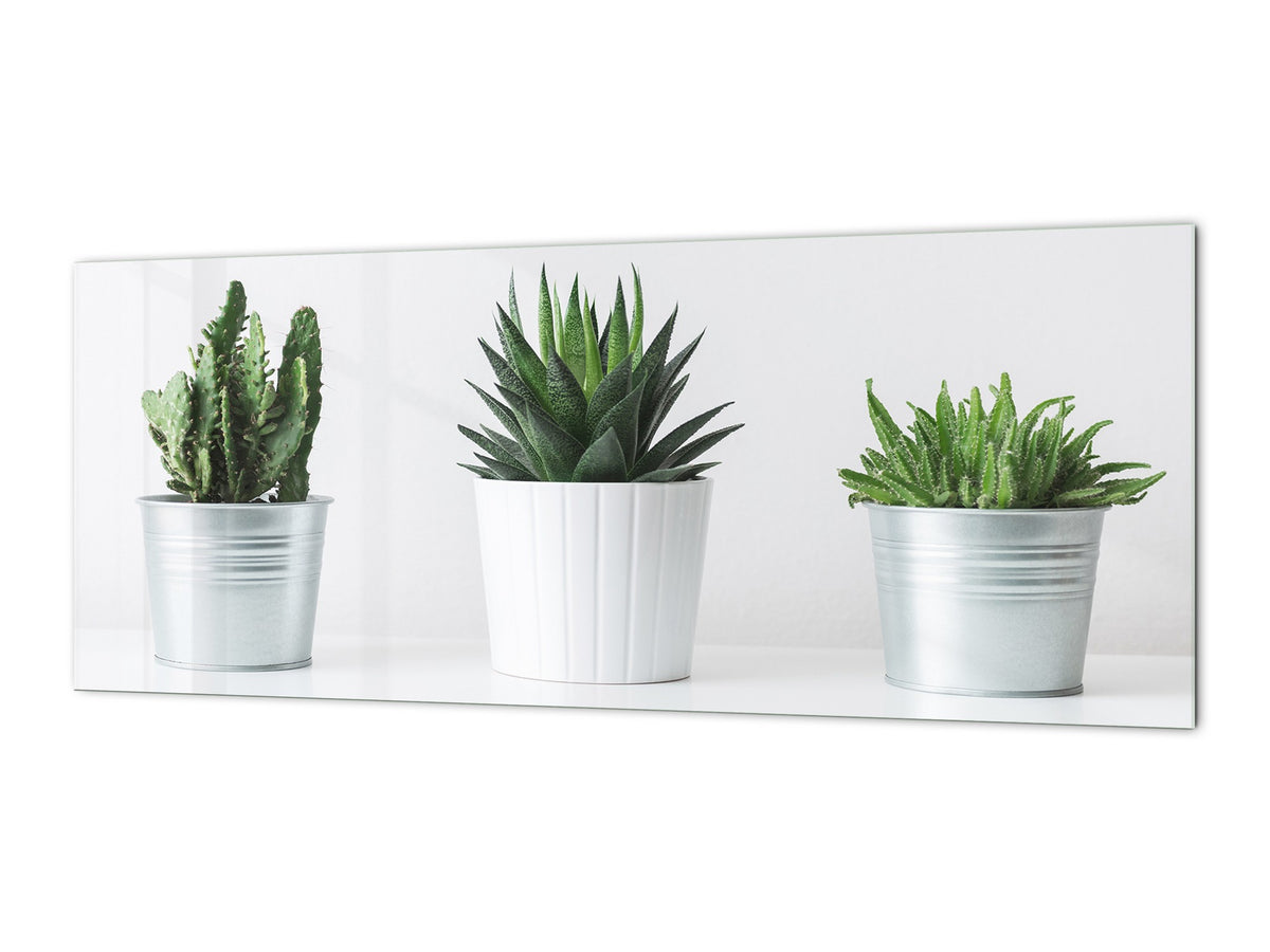 Glass kitchen panel with and w/o stainless steel back-coating: Succulent plants in pots