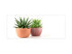Glass kitchen panel with and w/o stainless steel back-coating: Succulent plants in pots 2