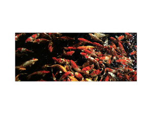 Large format horizontal backsplash - magnetic and non magnetic tempered glass: Colorful Koi