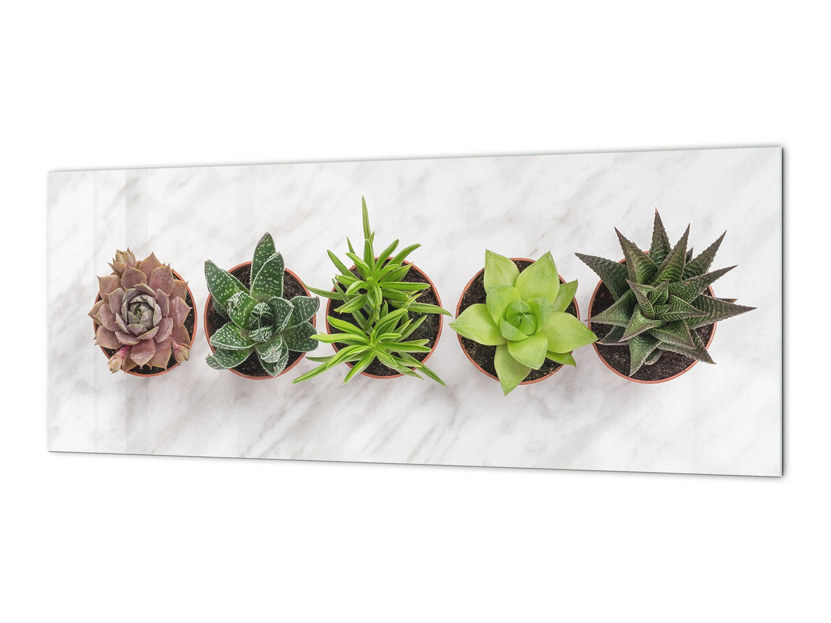 Tempered Glass magnetic and non magnetic splashback in wide-format: Succulent plants