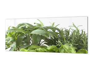 Glass kitchen panel with and w/o stainless steel back-coating: Basil, sage and rosemary