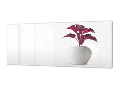Glass splashback with metal backing in wide format - Kitchen tempered glass panel: Houseplant coleus in flowerpot