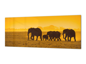 Tempered Glass magnetic and non magnetic splashback in wide-format: Elephants in Amboseli national park, Kenya