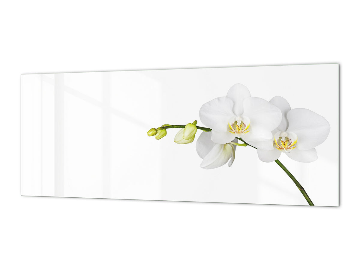 Großformatige horizontale Küchenrückwand – magnetisches und nicht magnetisches Hartglas: Nahaufnahme einer weißen Orchidee 