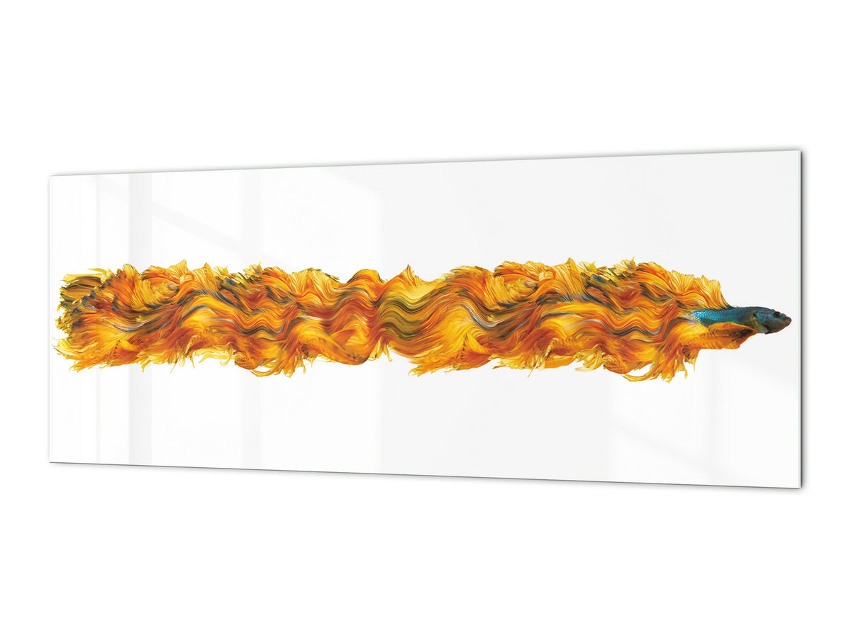 Stunning glass wall art - Wide format  backsplash with w/ & w/o stainless steel back: Half-Moon fighting fish in orange