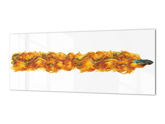 Stunning glass wall art - Wide format  backsplash with w/ & w/o stainless steel back: Half-Moon fighting fish in orange