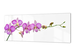 Tempered Glass magnetic and non magnetic splash-back in wide-format: Phalaenopsis dendrobium Orchid
