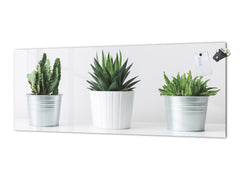 Glass kitchen panel with and w/o stainless steel back-coating: Succulent plants in pots