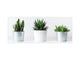 Glass kitchen panel with and w/o stainless steel back-coating: Succulent plants in pots