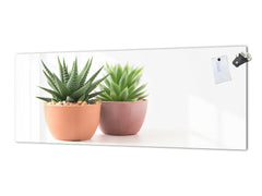 Glass kitchen panel with and w/o stainless steel back-coating: Succulent plants in pots 2
