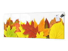 Stunning glass wall art - Wide format  backsplash with magnetic properties:   Autumn tree leaf